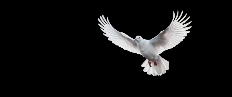 Banner holubice