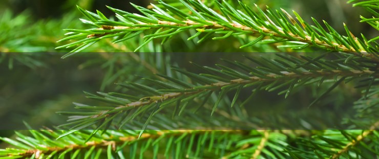Banner lesnictví