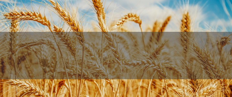 Banner obilí