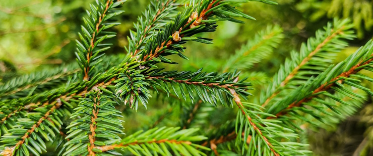 Banner lesnictví