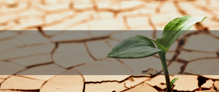 Banner sucho
