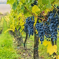 Vinice